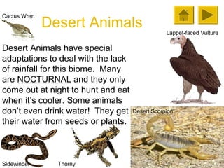 Cactus Wren

Desert Animals

Desert Animals have special
adaptations to deal with the lack
of rainfall for this biome. Many
are NOCTURNAL and they only
come out at night to hunt and eat
when it’s cooler. Some animals
don’t even drink water! They get
their water from seeds or plants.

Sidewinder

Thorny

Lappet-faced Vulture

Desert Scorpion

 