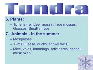 6. Plants:
– lichens (reindeer moss) , True mosses,
Grasses, Small shrubs

7. Animals - in the summer
– Mosquitoes
– Birds (Geese, ducks, snowy owls)
– Mice, voles, lemmings, artic hares, caribou,
musk oxen

 