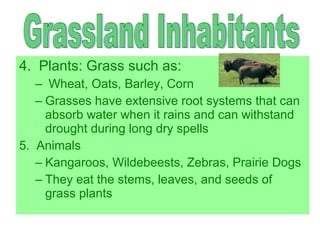 4. Plants: Grass such as:
– Wheat, Oats, Barley, Corn
– Grasses have extensive root systems that can
absorb water when it rains and can withstand
drought during long dry spells
5. Animals
– Kangaroos, Wildebeests, Zebras, Prairie Dogs
– They eat the stems, leaves, and seeds of
grass plants

 