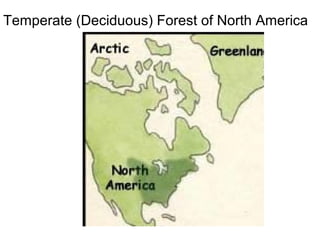 Temperate (Deciduous) Forest of North America

 