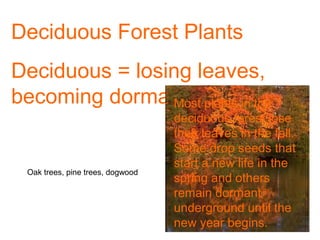 Deciduous Forest Plants
Deciduous = losing leaves,
becoming dormant plants in the
Most

Oak trees, pine trees, dogwood

deciduous forest lose
their leaves in the fall.
Some drop seeds that
start a new life in the
spring and others
remain dormant
underground until the
new year begins.

 