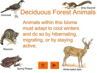 Grey Squirrel

Goshawk

Raccoon

Deciduous Forest Animals
Animals within this biome
must adapt to cool winters
and do so by hibernating,
migrating, or by staying
active.

Spring Peeper

White-tailed deer

 