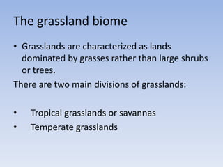 The grassland biome
• Grasslands are characterized as lands
dominated by grasses rather than large shrubs
or trees.
There are two main divisions of grasslands:
•
•

Tropical grasslands or savannas
Temperate grasslands

 