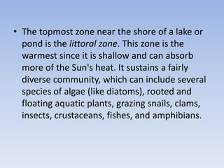 • The topmost zone near the shore of a lake or
pond is the littoral zone. This zone is the
warmest since it is shallow and can absorb
more of the Sun's heat. It sustains a fairly
diverse community, which can include several
species of algae (like diatoms), rooted and
floating aquatic plants, grazing snails, clams,
insects, crustaceans, fishes, and amphibians.

 