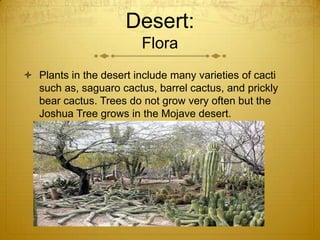 Desert:
Flora
 Plants in the desert include many varieties of cacti
such as, saguaro cactus, barrel cactus, and prickly
bear cactus. Trees do not grow very often but the
Joshua Tree grows in the Mojave desert.
 