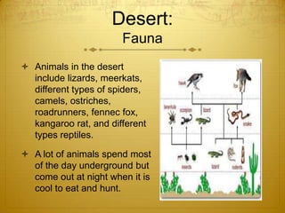 Desert:
Fauna
 Animals in the desert
include lizards, meerkats,
different types of spiders,
camels, ostriches,
roadrunners, fennec fox,
kangaroo rat, and different
types reptiles.
 A lot of animals spend most
of the day underground but
come out at night when it is
cool to eat and hunt.
 