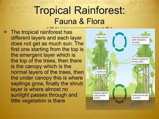 Tropical Rainforest:
Fauna & Flora
 The tropical rainforest has
different layers and each layer
does not get as much sun. The
first one starting from the top is
the emergent layer which is
the top of the trees, then there
is the canopy which is the
normal layers of the trees, then
the under canopy this is where
saplings grow, finally the shrub
layer is where almost no
sunlight passes through and
little vegetation is there
 