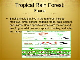 Tropical Rain Forest:
Fauna
 Small animals that live in the rainforest include
monkeys, birds, snakes, rodents, frogs, bats, spiders,
and lizards. Some specific animals are the red-eyed
tree frog, scarlet macaw, capuchin monkey, leafcutter
ant, jaguar, and tapir.
 