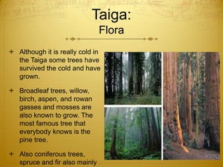 Taiga:
Flora
 Although it is really cold in
the Taiga some trees have
survived the cold and have
grown.
 Broadleaf trees, willow,
birch, aspen, and rowan
gasses and mosses are
also known to grow. The
most famous tree that
everybody knows is the
pine tree.
 Also coniferous trees,
spruce and fir also mainly
 