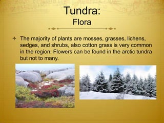 Tundra:
Flora
 The majority of plants are mosses, grasses, lichens,
sedges, and shrubs, also cotton grass is very common
in the region. Flowers can be found in the arctic tundra
but not to many.
 