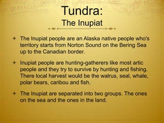 Tundra:
The Inupiat
 The Inupiat people are an Alaska native people who's
territory starts from Norton Sound on the Bering Sea
up to the Canadian border.
 Inupiat people are hunting-gatherers like most artic
people and they try to survive by hunting and fishing.
There local harvest would be the walrus, seal, whale,
polar bears, caribou and fish.
 The Inupiat are separated into two groups. The ones
on the sea and the ones in the land.
 