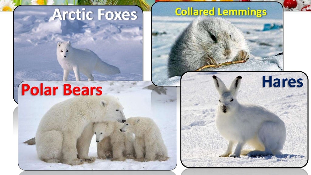 Kinds of Terrestrial Biome