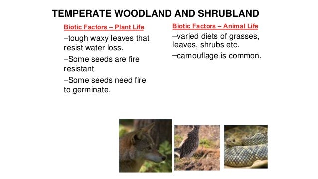 Biotic features in an open grassland