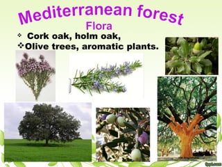  Cork oak, holm oak,
Olive trees, aromatic plants.
 