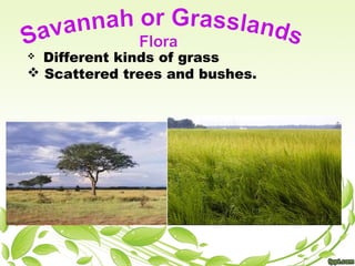  Different kinds of grass
 Scattered trees and bushes.
 
