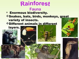  Enormous biodiversity.
Snakes, bats, birds, monkeys, great
variety of insects.
Different animals in different
layers.
 