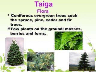  Coniferous evergreen trees such
the spruce, pine, cedar and fir
trees.
Few plants on the ground: mosses,
berries and ferns.
 