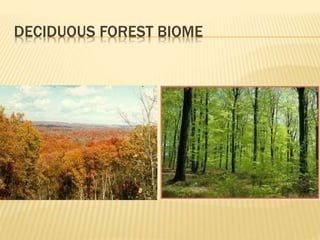 Biomes | PPTX