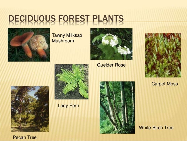biomes