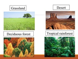 Grassland
Tropical rainforestDeciduous forest
Desert