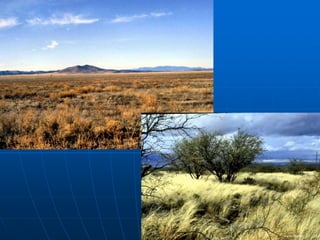 Powerpoint On Biomes Biomes.ppt