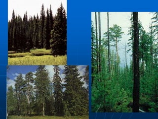 Grasslands
 Grasslands
• Most of the rainfall occurs in one part of
the season
• Hot summers, cold winters
 