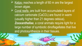 Kelps- reaches a length of 60 m are the largest
brown algae.
 Coral reefs- are built from accumulated layers of
calcium carbonate (CaCO3) are found in warm
(usually higher than 21 degrees celsius).
Zooxanthellae, a coral animals require light for a
large number of symbiotic dinoflagellates that live
and photosynthesize in their tissues.
 