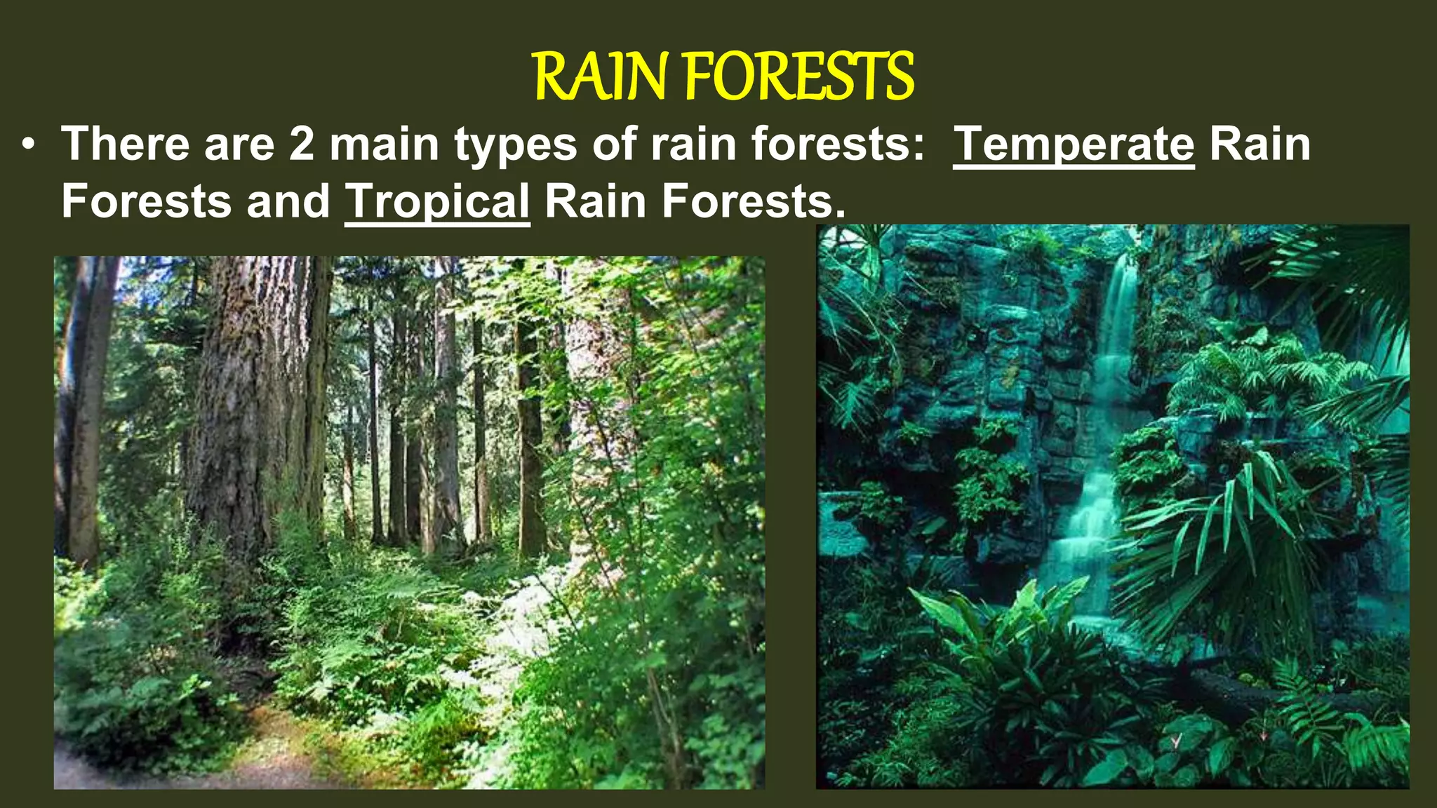 RAIN FORESTS
• There are 2 main types of rain forests: Temperate Rain
Forests and Tropical Rain Forests.
 