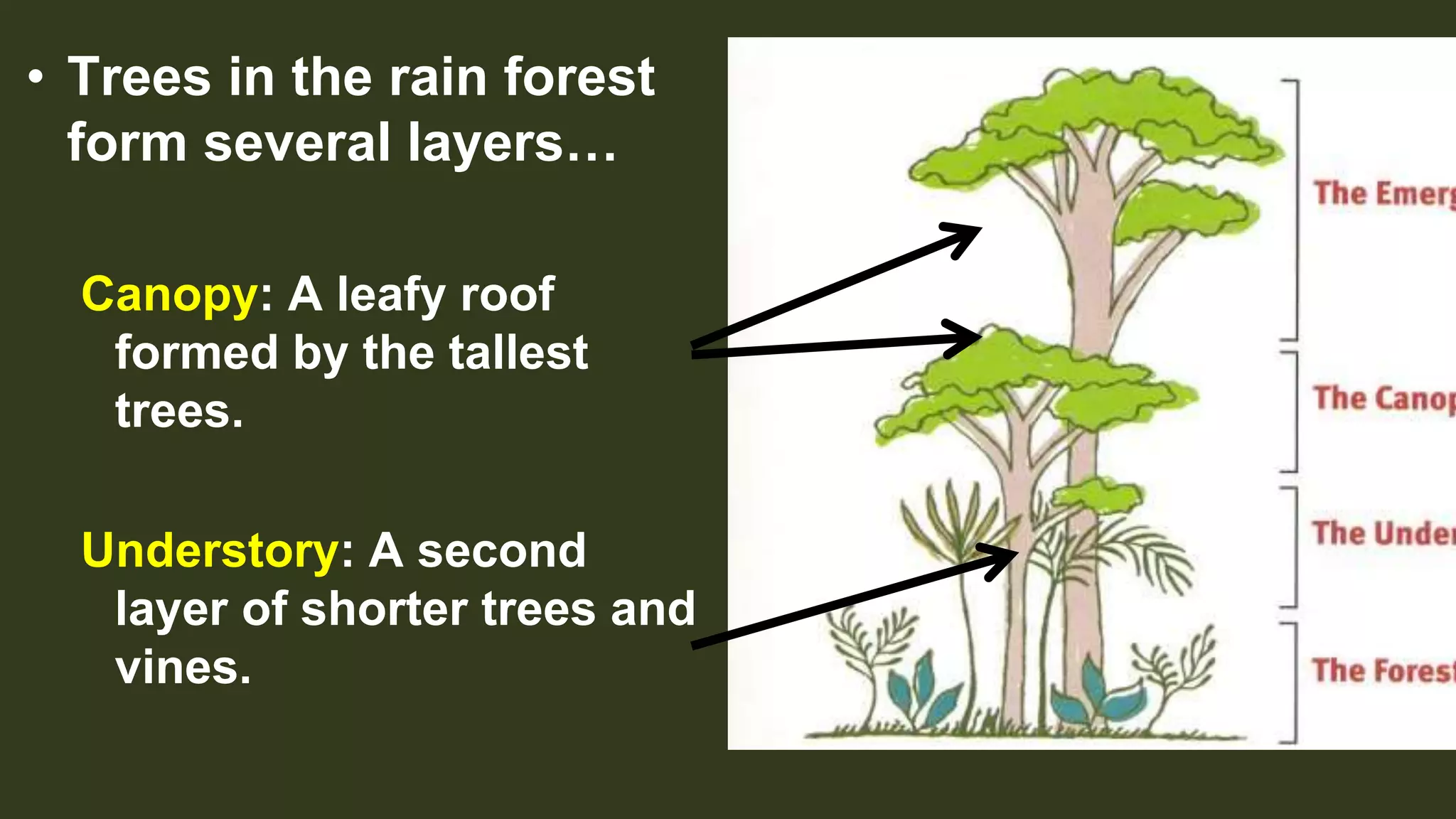 • Trees in the rain forest
form several layers…
Canopy: A leafy roof
formed by the tallest
trees.
Understory: A second
layer of shorter trees and
vines.
 