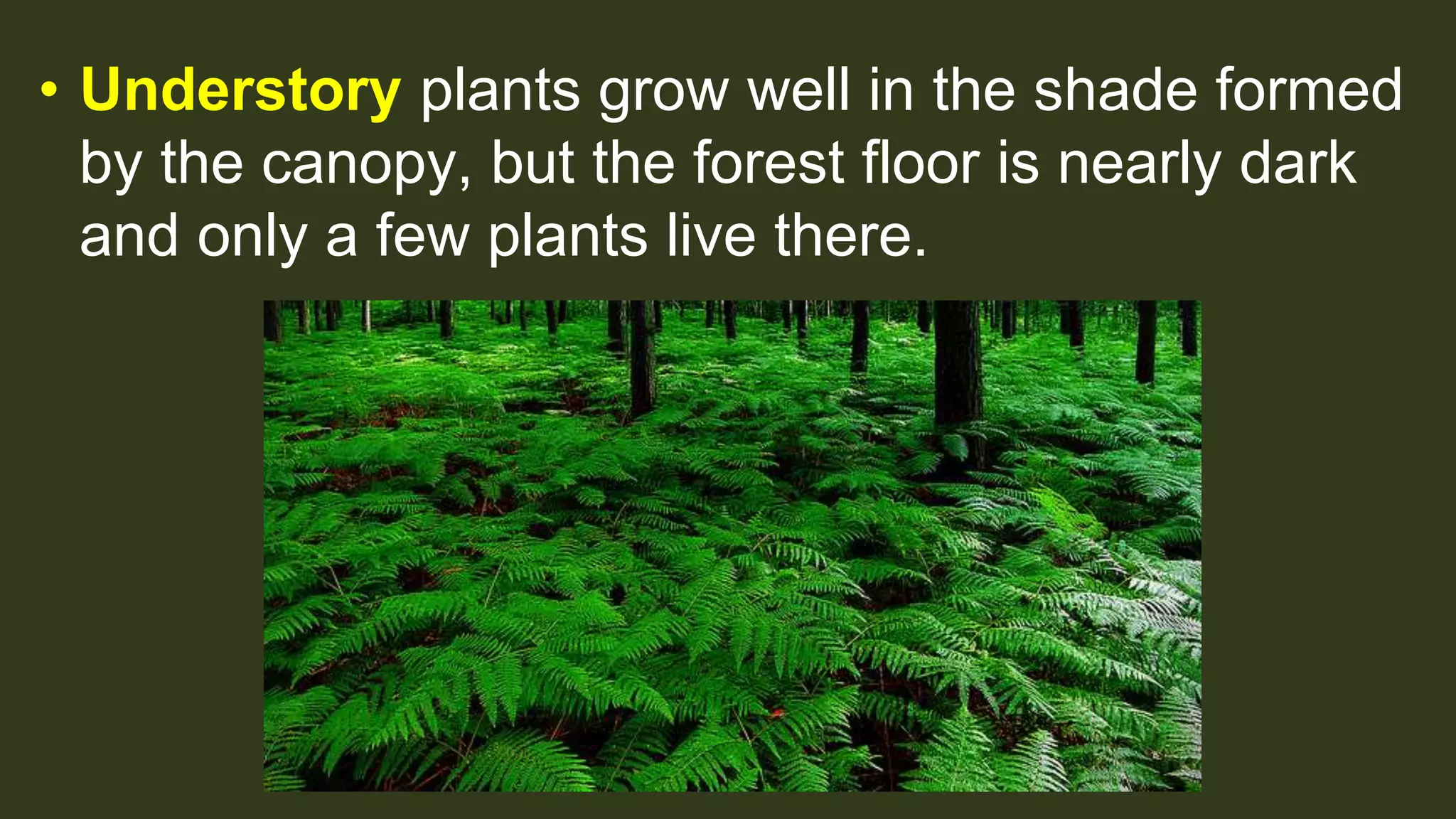 • Understory plants grow well in the shade formed
by the canopy, but the forest floor is nearly dark
and only a few plants live there.
 