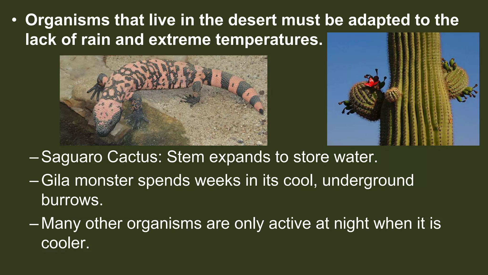 • Organisms that live in the desert must be adapted to the
lack of rain and extreme temperatures.
–Saguaro Cactus: Stem expands to store water.
–Gila monster spends weeks in its cool, underground
burrows.
–Many other organisms are only active at night when it is
cooler.
 