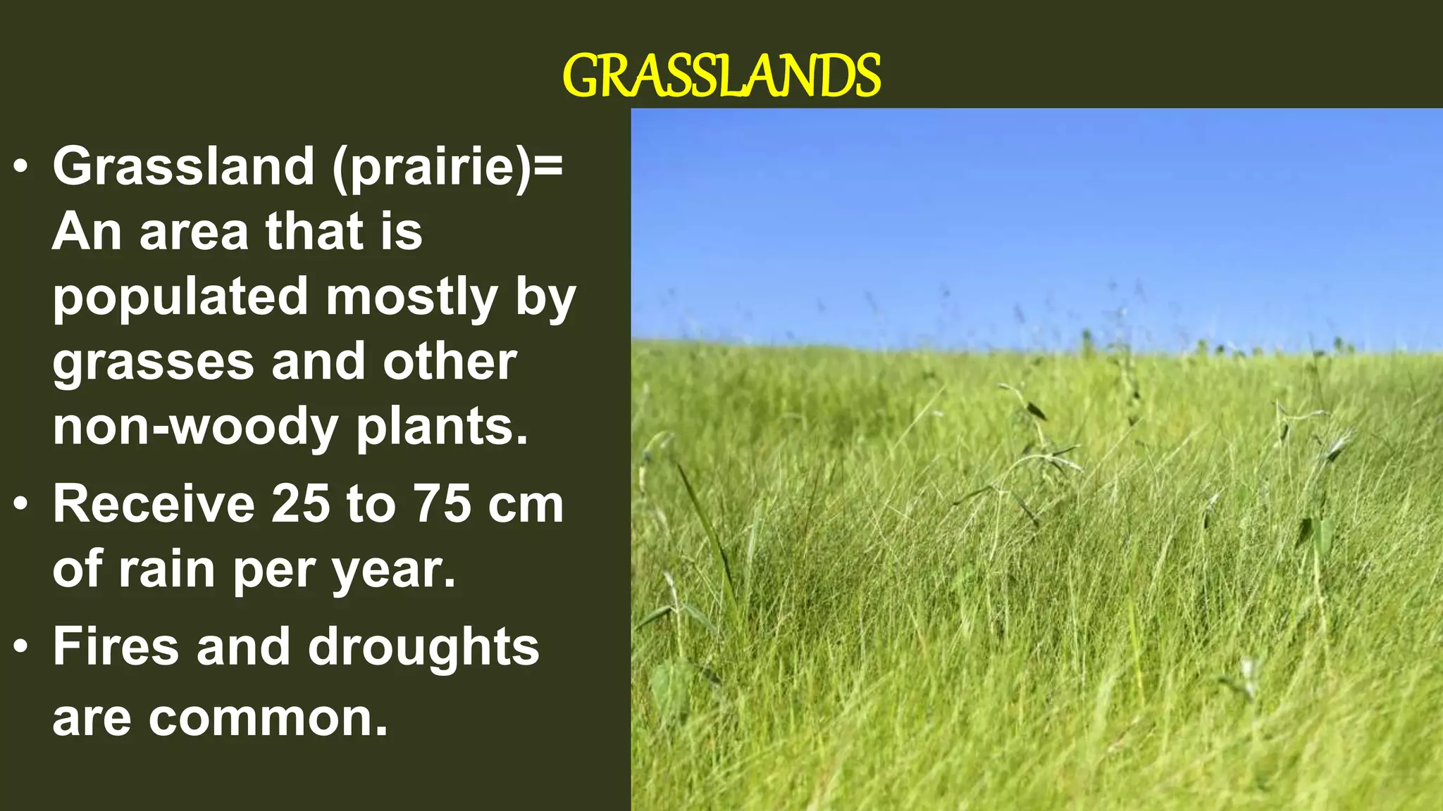 GRASSLANDS
• Grassland (prairie)=
An area that is
populated mostly by
grasses and other
non-woody plants.
• Receive 25 to 75 cm
of rain per year.
• Fires and droughts
are common.
 