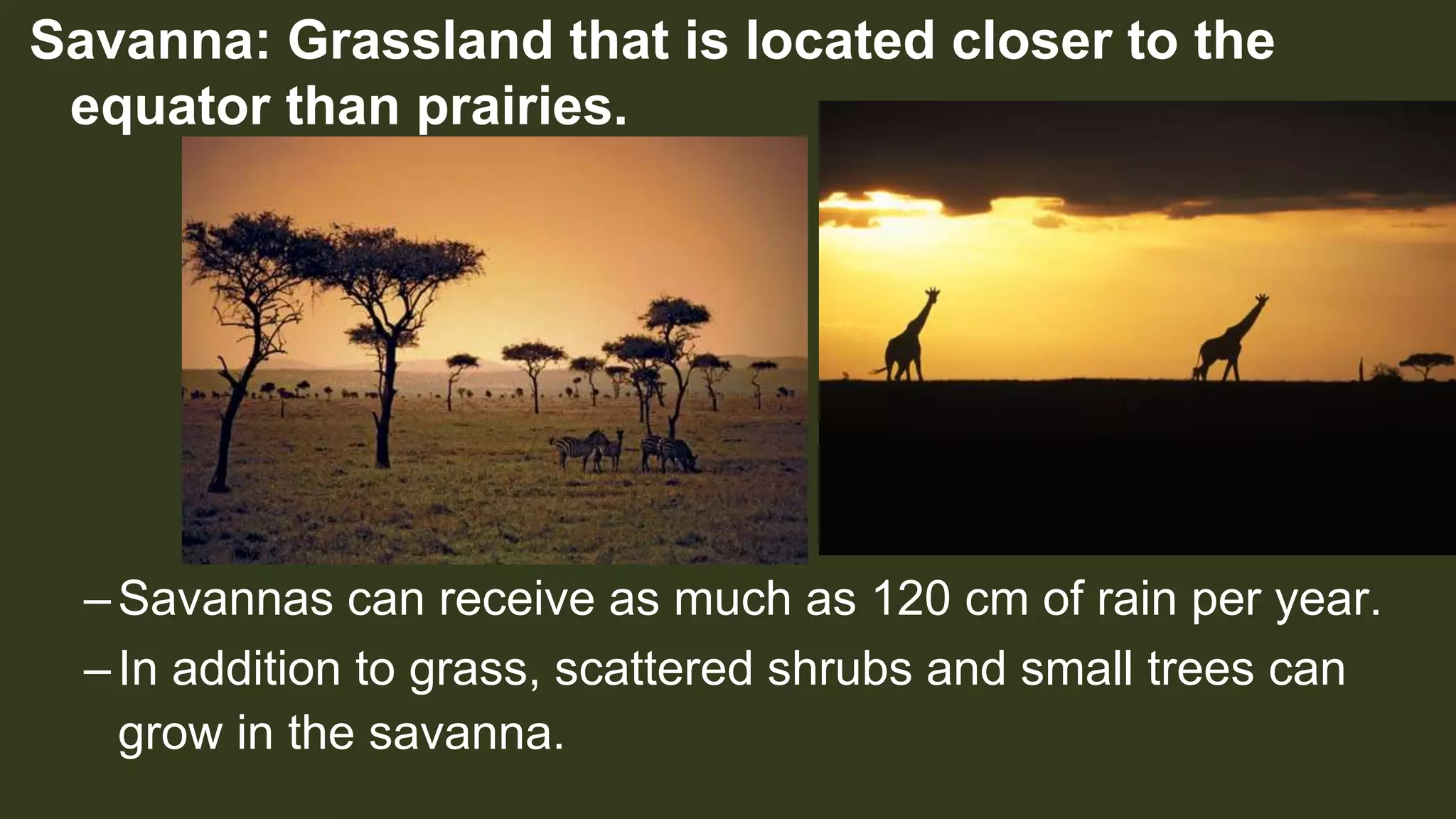 Savanna: Grassland that is located closer to the
equator than prairies.
–Savannas can receive as much as 120 cm of rain per year.
–In addition to grass, scattered shrubs and small trees can
grow in the savanna.
 