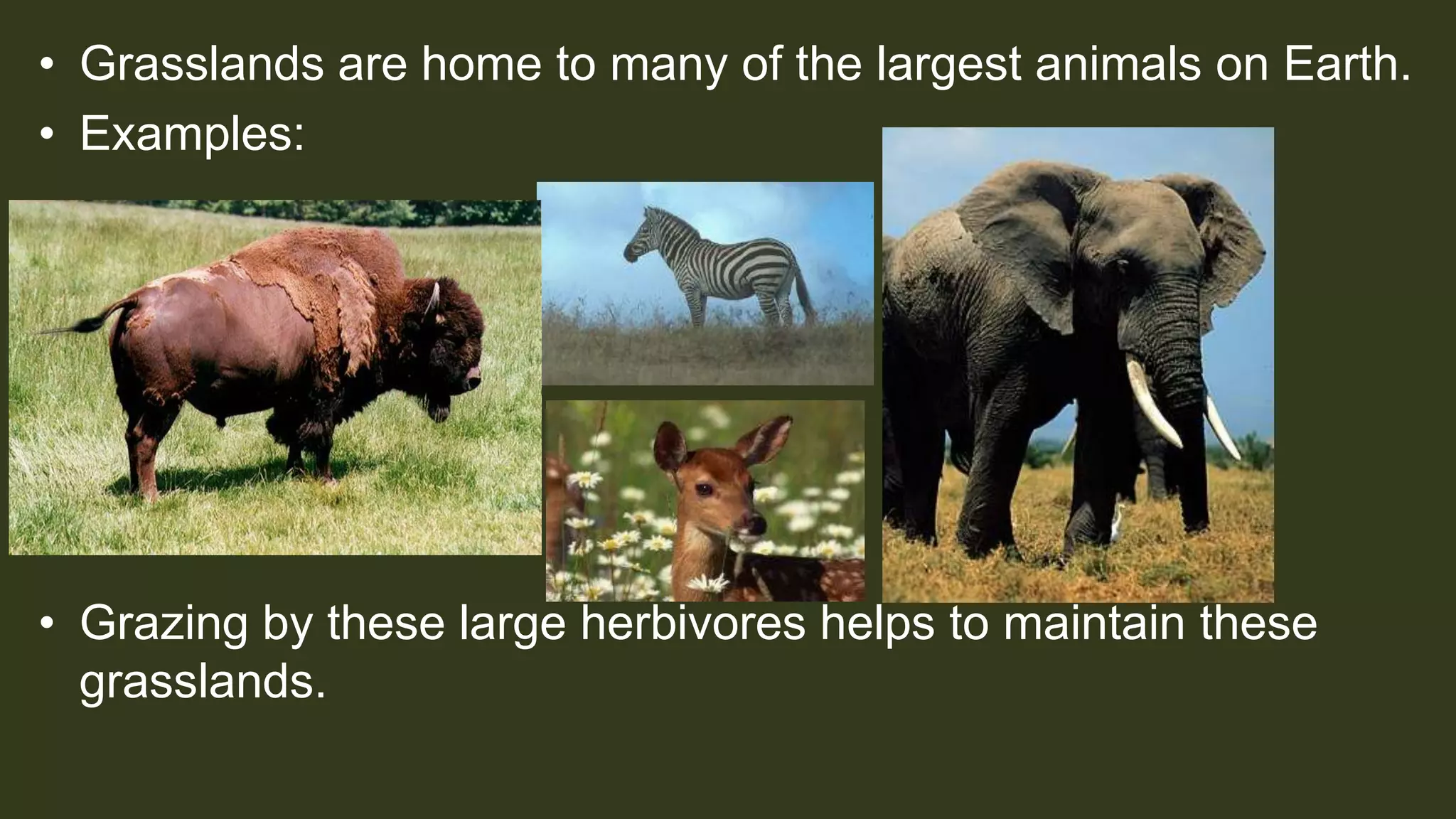 • Grasslands are home to many of the largest animals on Earth.
• Examples:
• Grazing by these large herbivores helps to maintain these
grasslands.
 