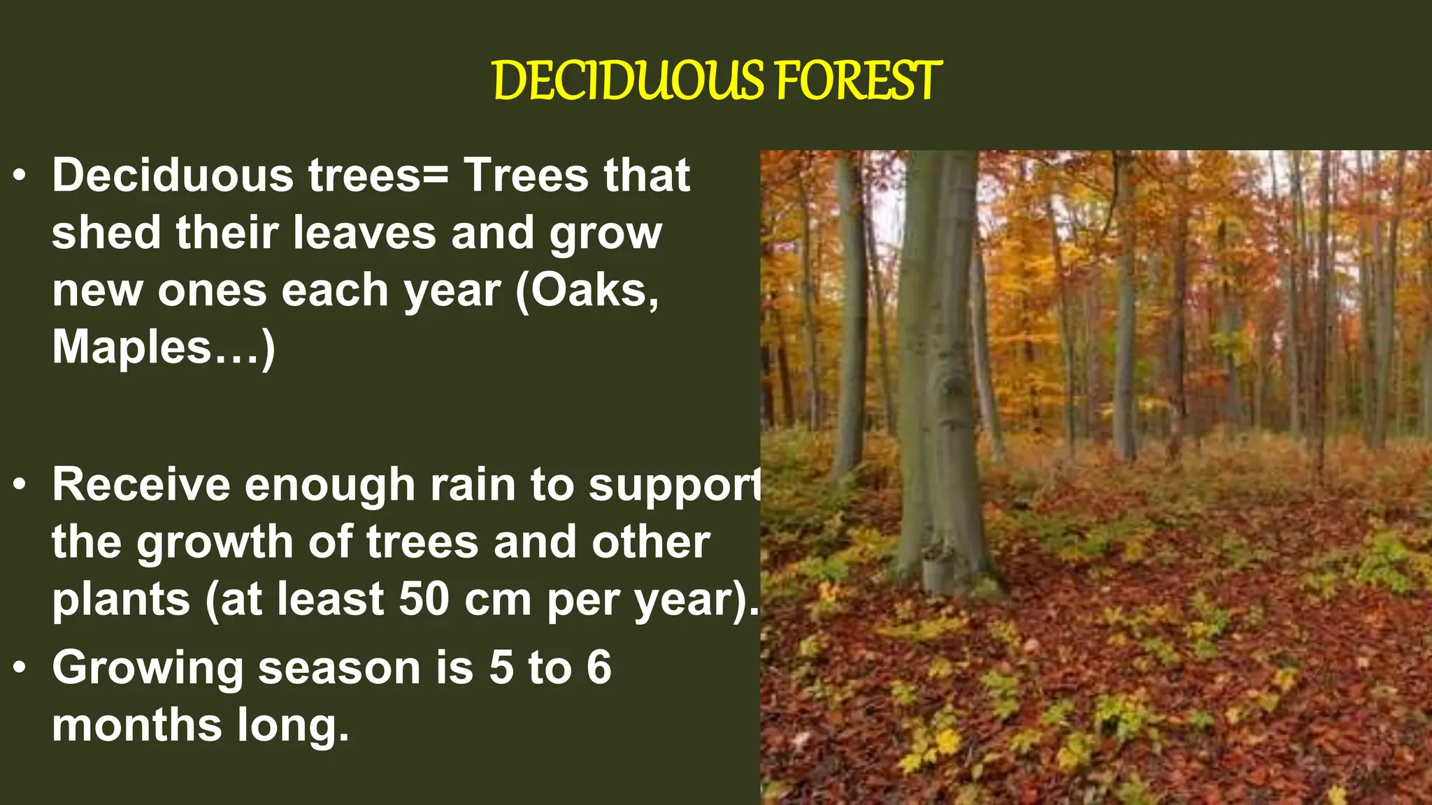 DECIDUOUS FOREST
• Deciduous trees= Trees that
shed their leaves and grow
new ones each year (Oaks,
Maples…)
• Receive enough rain to support
the growth of trees and other
plants (at least 50 cm per year).
• Growing season is 5 to 6
months long.
 