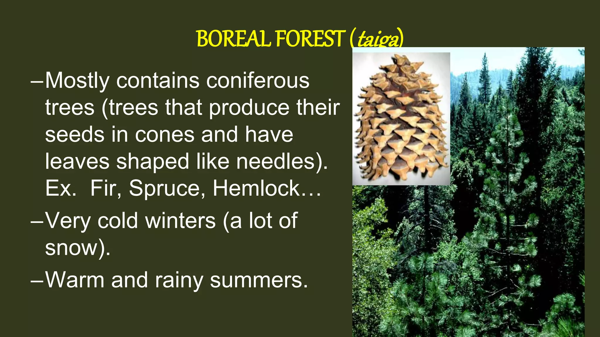 BOREAL FOREST (taiga)
–Mostly contains coniferous
trees (trees that produce their
seeds in cones and have
leaves shaped like needles).
Ex. Fir, Spruce, Hemlock…
–Very cold winters (a lot of
snow).
–Warm and rainy summers.
 