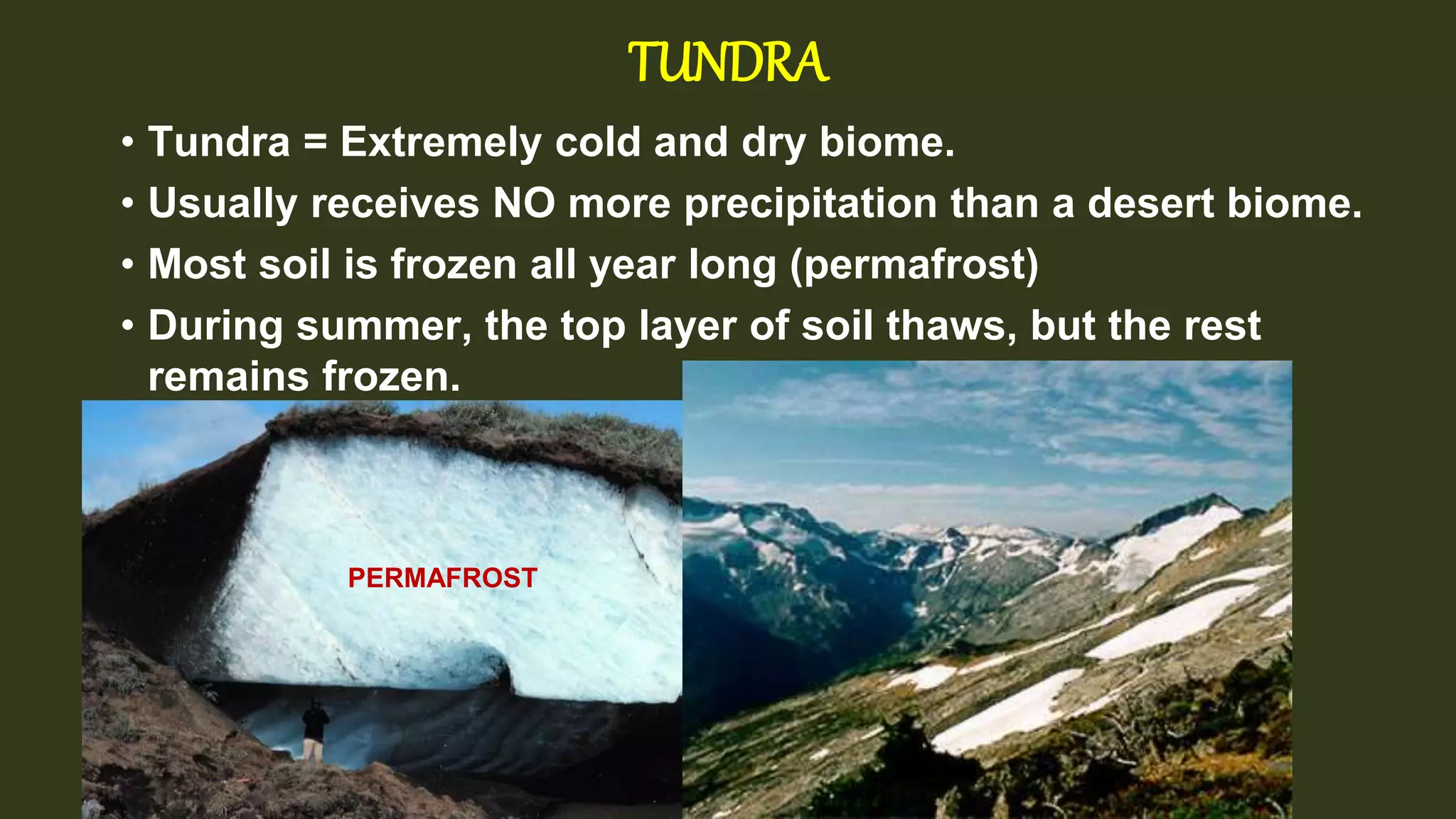 TUNDRA
• Tundra = Extremely cold and dry biome.
• Usually receives NO more precipitation than a desert biome.
• Most soil is frozen all year long (permafrost)
• During summer, the top layer of soil thaws, but the rest
remains frozen.
PERMAFROST
 