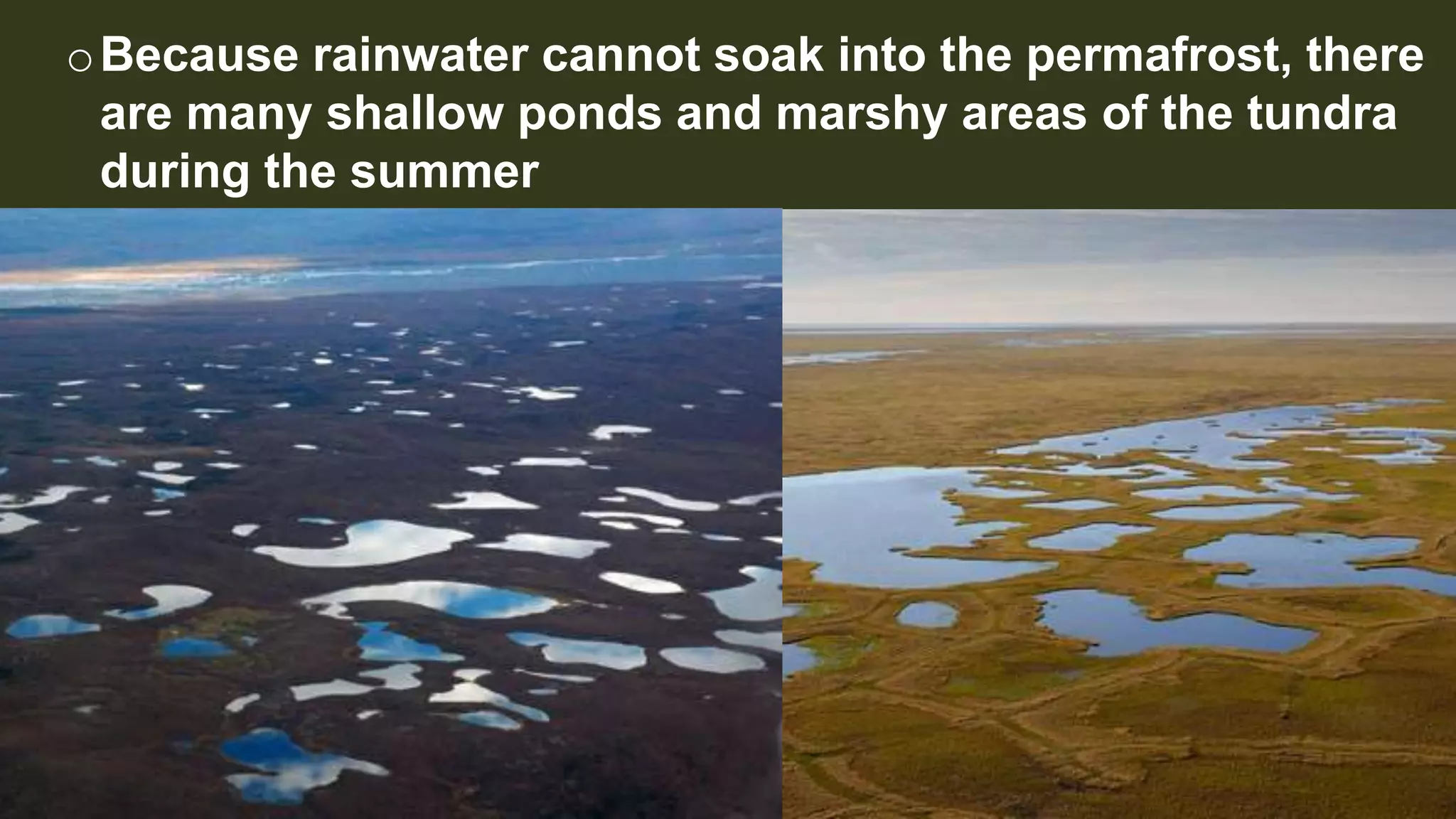 oBecause rainwater cannot soak into the permafrost, there
are many shallow ponds and marshy areas of the tundra
during the summer
 