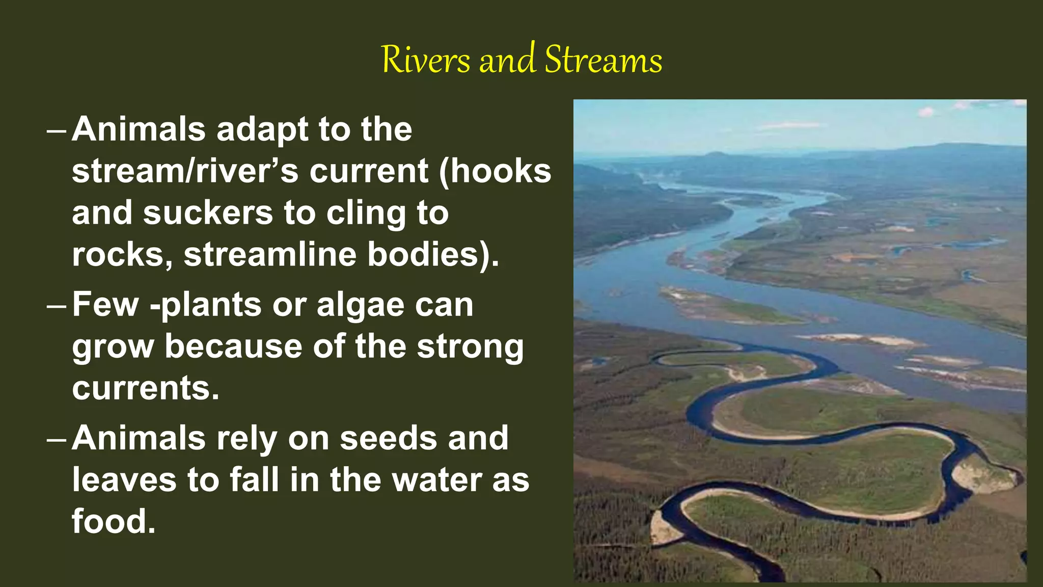 Rivers and Streams
–Animals adapt to the
stream/river’s current (hooks
and suckers to cling to
rocks, streamline bodies).
–Few -plants or algae can
grow because of the strong
currents.
–Animals rely on seeds and
leaves to fall in the water as
food.
 