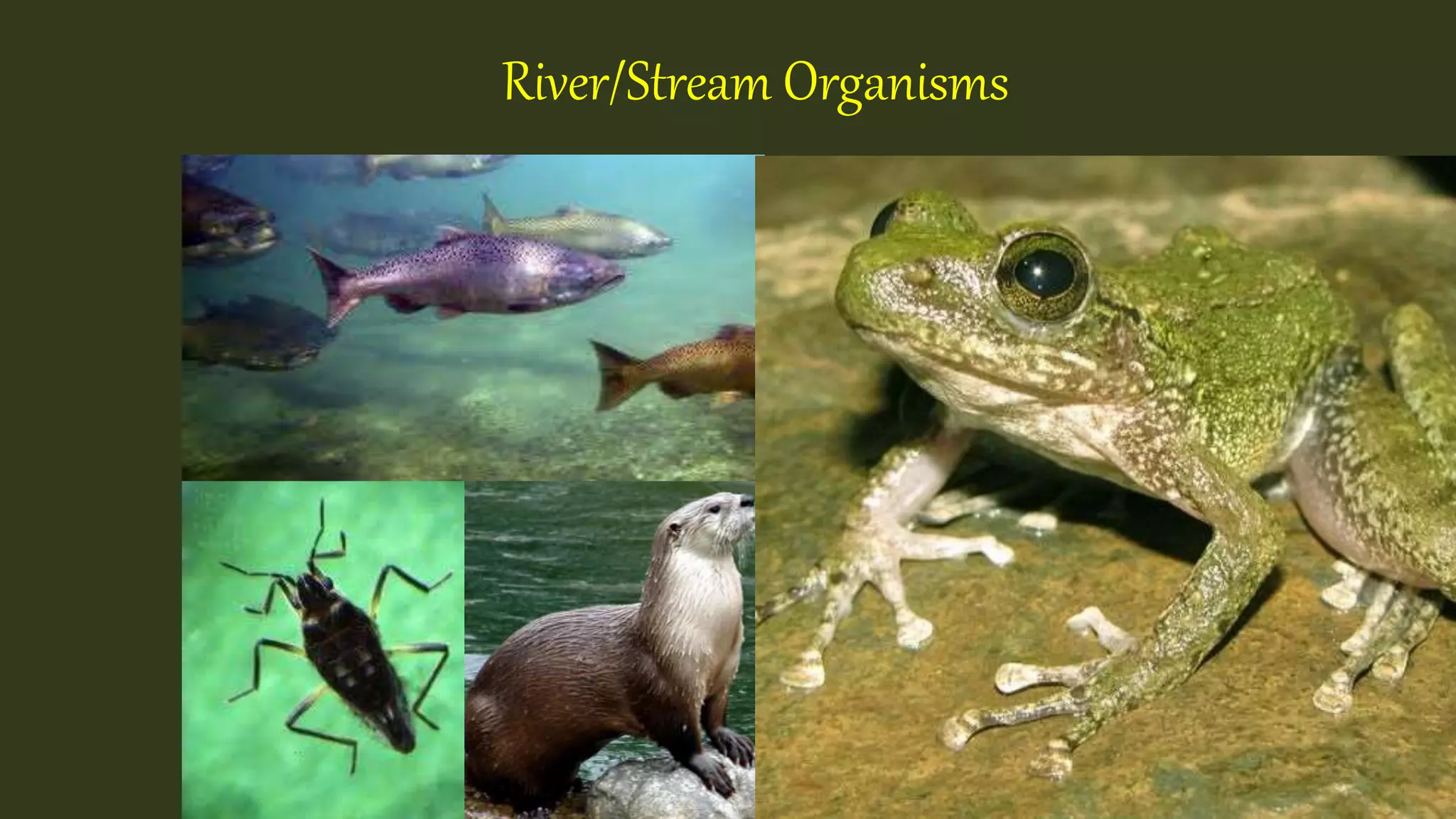 River/Stream Organisms
 