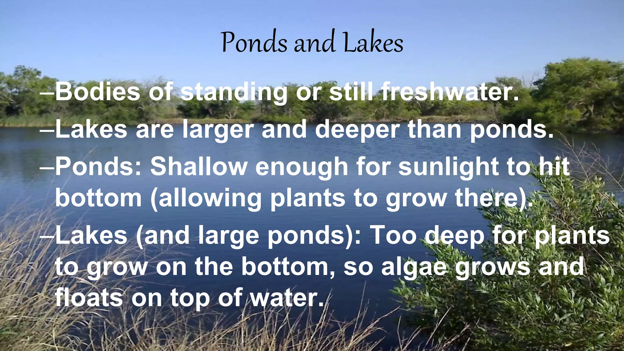 Ponds and Lakes
–Bodies of standing or still freshwater.
–Lakes are larger and deeper than ponds.
–Ponds: Shallow enough for sunlight to hit
bottom (allowing plants to grow there).
–Lakes (and large ponds): Too deep for plants
to grow on the bottom, so algae grows and
floats on top of water.
 