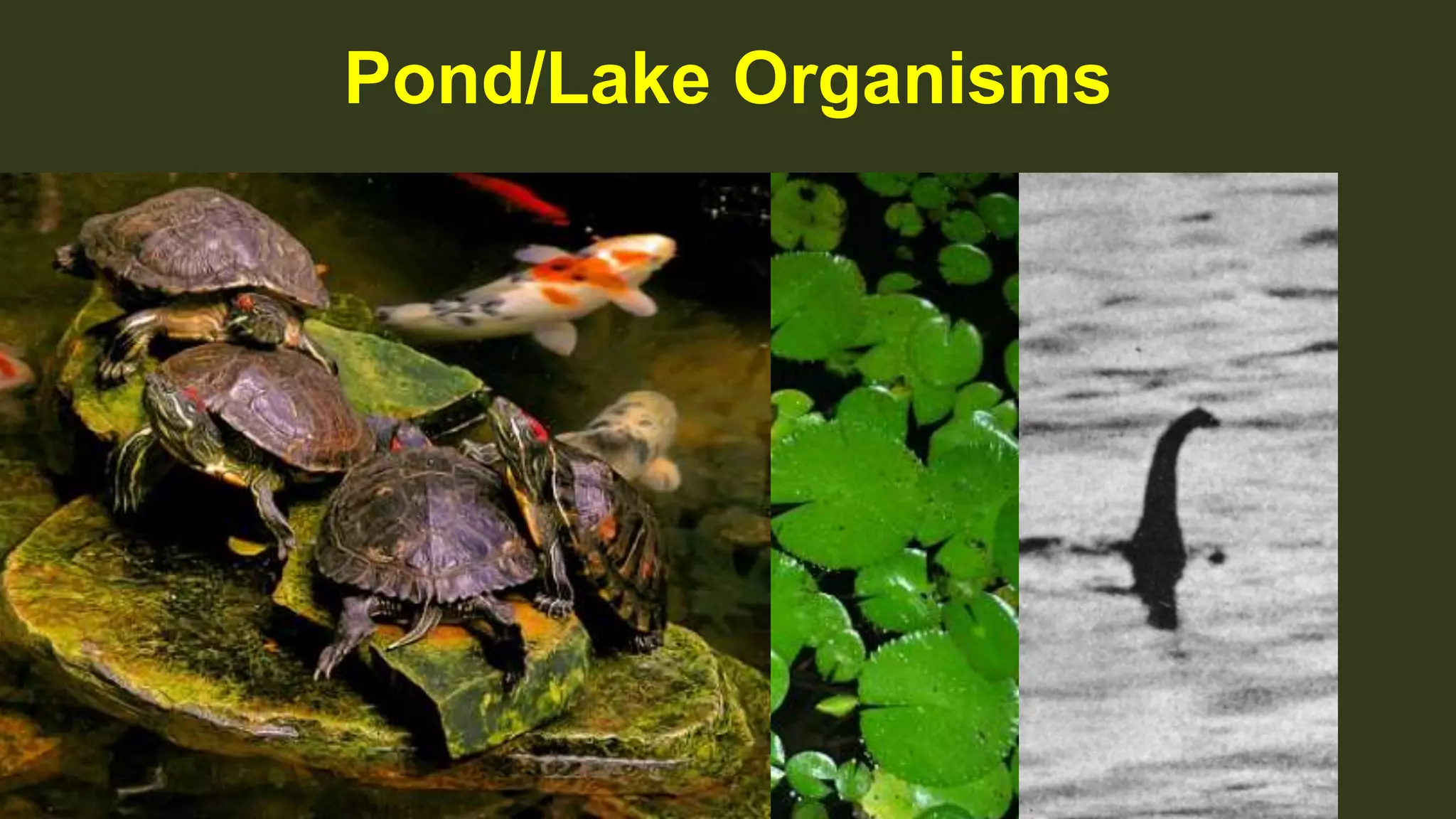 Pond/Lake Organisms
 