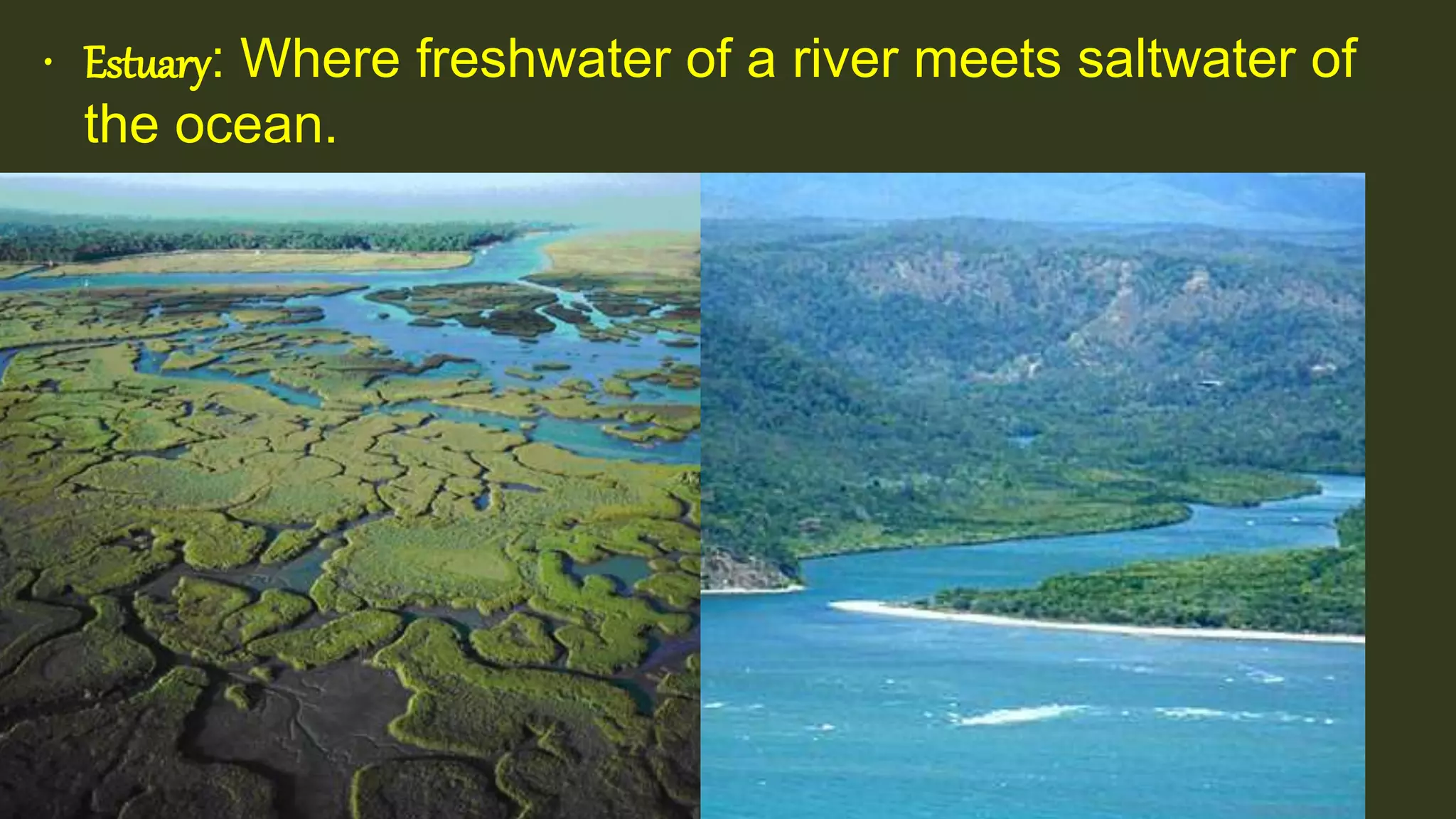 • Estuary: Where freshwater of a river meets saltwater of
the ocean.
 