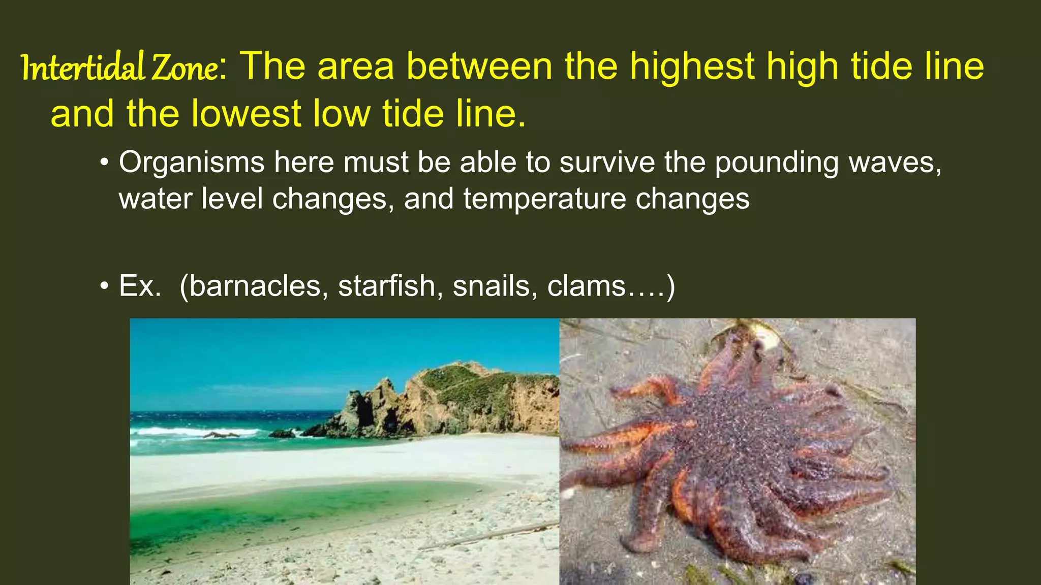Intertidal Zone: The area between the highest high tide line
and the lowest low tide line.
• Organisms here must be able to survive the pounding waves,
water level changes, and temperature changes
• Ex. (barnacles, starfish, snails, clams….)
 