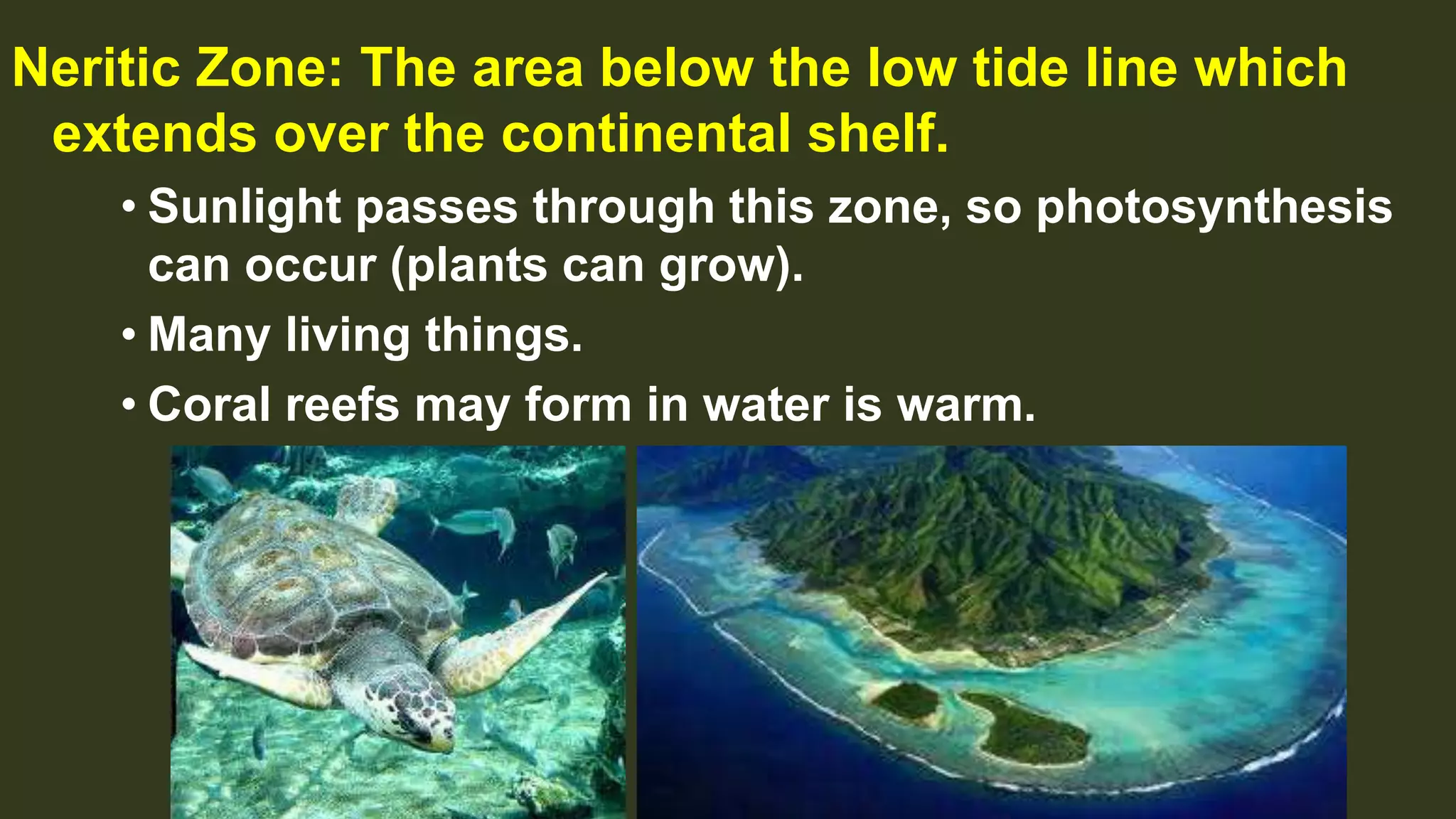 Neritic Zone: The area below the low tide line which
extends over the continental shelf.
• Sunlight passes through this zone, so photosynthesis
can occur (plants can grow).
• Many living things.
• Coral reefs may form in water is warm.
 