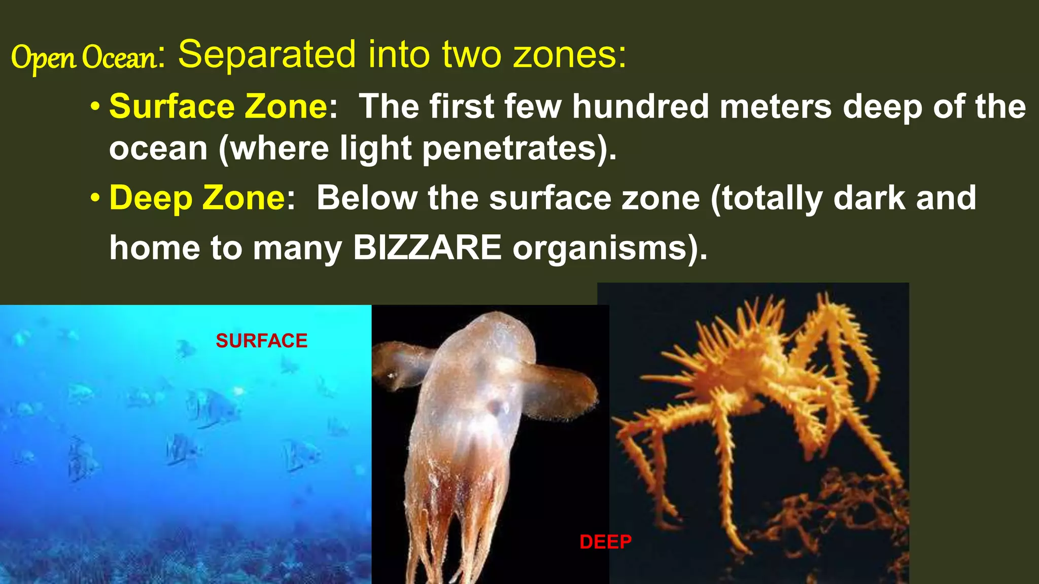 Open Ocean: Separated into two zones:
• Surface Zone: The first few hundred meters deep of the
ocean (where light penetrates).
• Deep Zone: Below the surface zone (totally dark and
home to many BIZZARE organisms).
SURFACE
DEEP
 