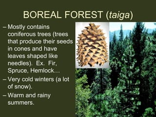 BOREAL FOREST (taiga)
– Mostly contains
coniferous trees (trees
that produce their seeds
in cones and have
leaves shaped l...