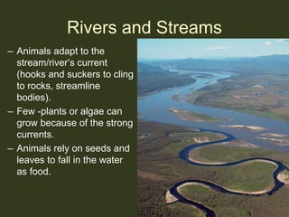 River/Stream Organisms
 