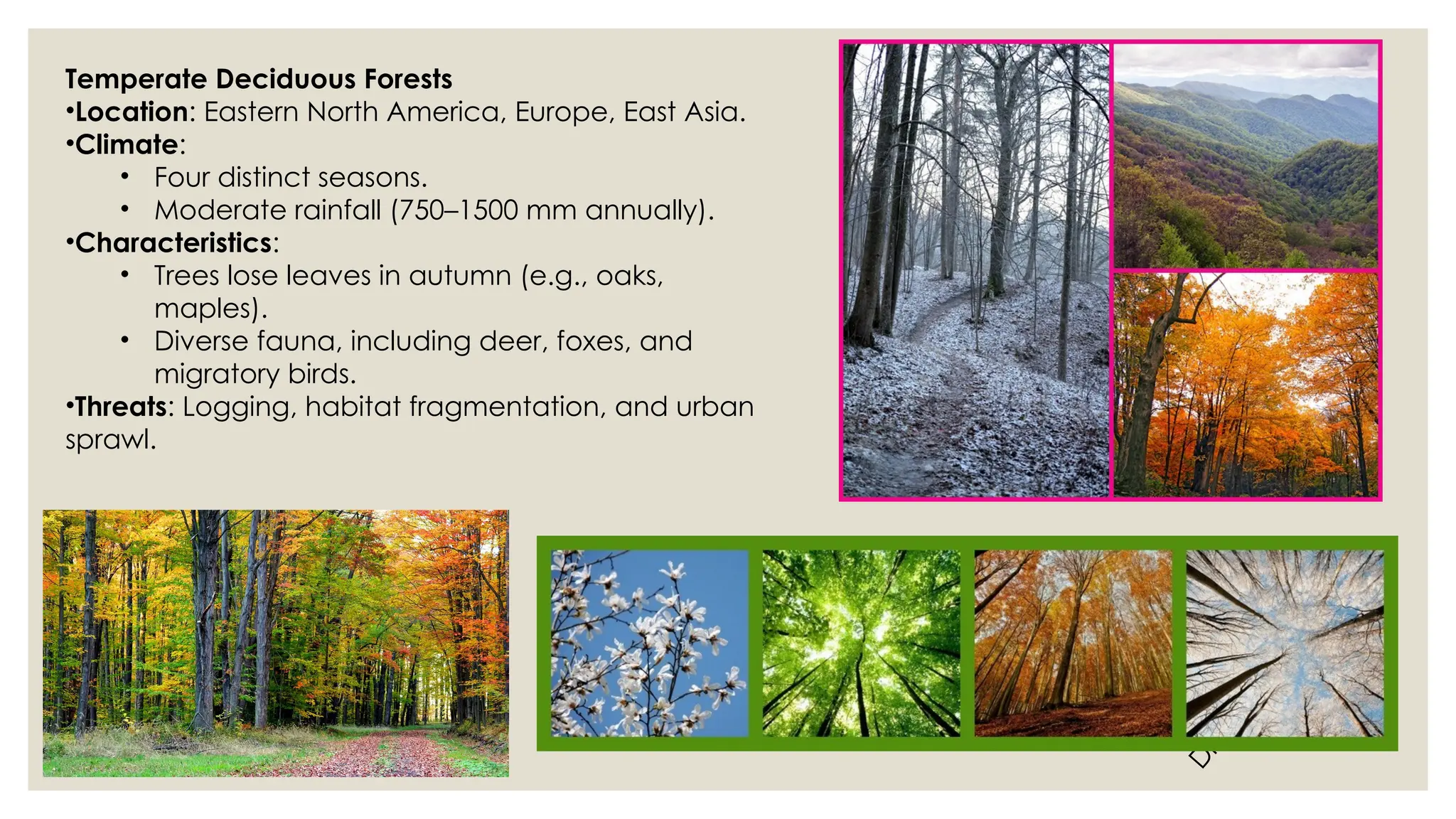 D
r
.
V
i
v
i
d
h
a
R
a
u
n
e
k
a
r
Temperate Deciduous Forests
•Location: Eastern North America, Europe, East Asia.
•Climate:
• Four distinct seasons.
• Moderate rainfall (750–1500 mm annually).
•Characteristics:
• Trees lose leaves in autumn (e.g., oaks,
maples).
• Diverse fauna, including deer, foxes, and
migratory birds.
•Threats: Logging, habitat fragmentation, and urban
sprawl.
 