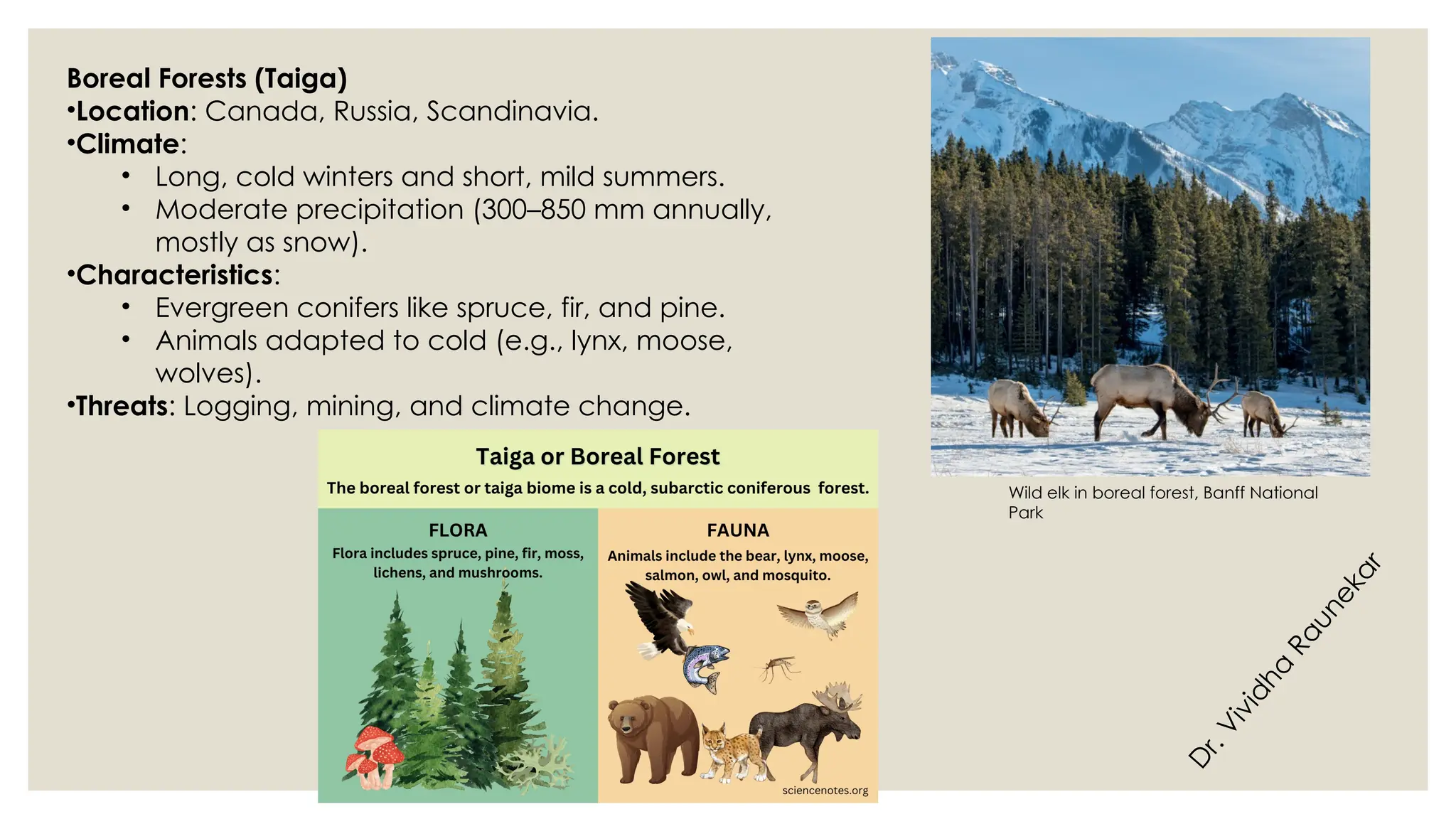 D
r
.
V
i
v
i
d
h
a
R
a
u
n
e
k
a
r
Boreal Forests (Taiga)
•Location: Canada, Russia, Scandinavia.
•Climate:
• Long, cold winters and short, mild summers.
• Moderate precipitation (300–850 mm annually,
mostly as snow).
•Characteristics:
• Evergreen conifers like spruce, fir, and pine.
• Animals adapted to cold (e.g., lynx, moose,
wolves).
•Threats: Logging, mining, and climate change.
Wild elk in boreal forest, Banff National
Park
 